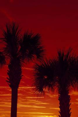 Book cover for Silhouettes of Palm Trees Against a Red Sunset Journal