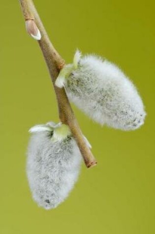 Cover of Two Flowering Catkins from a Goat Willow Tree Journal