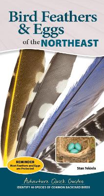 Book cover for Bird Feathers & Eggs of the Northeast