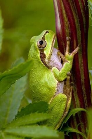 Cover of Japanese Tree Frog, for the Love of Nature