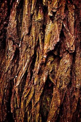 Book cover for The Bark of an Old Tree