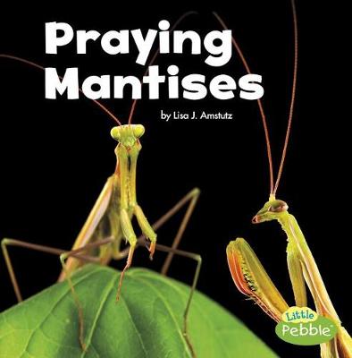 Book cover for Praying Mantises (Little Critters)