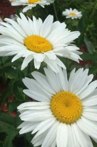 Cover of A White and Yellow Shasta Daisy Flower Journal