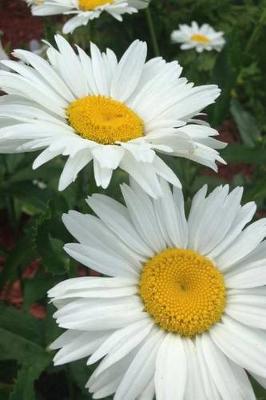 Book cover for A White and Yellow Shasta Daisy Flower Journal