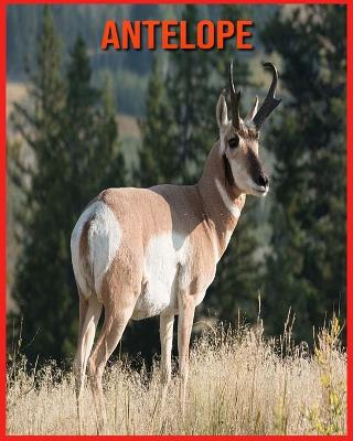 Book cover for Antelope