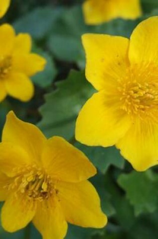 Cover of Caltha Palutris Blooms, for the Love of Flowers