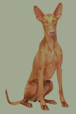 Cover of Pharaoh Hound