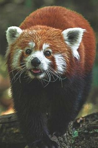 Cover of Red Panda Lovers Journal