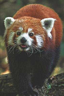Book cover for Red Panda Lovers Journal