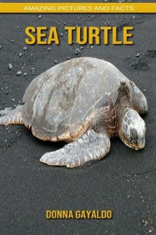 Cover of Sea turtle