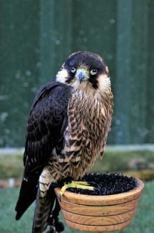 Cover of Peregrine Falcon Perched in a Bowl, Birds of the World