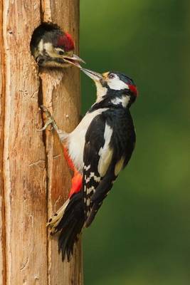 Book cover for Greater Spotted Woodpecker Feeding Chick Journal