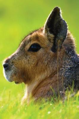 Cover of Short-Eared Hare Journal