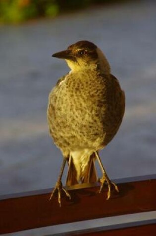 Cover of Australian Magpie Bird Journal