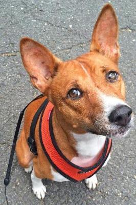 Book cover for Cute Basenji on a Walk Journal