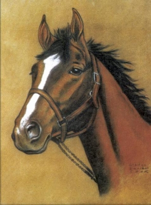 Book cover for Horse Notebook