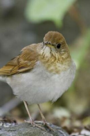 Cover of Veery Bird Journal