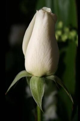 Book cover for Journal Flower Pretty White Rosebud