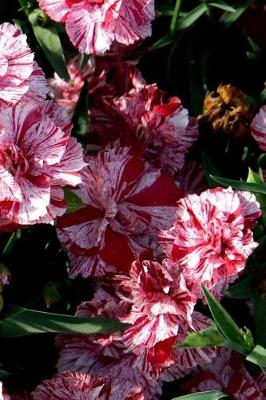 Cover of Journal Flowers Pretty Carnations