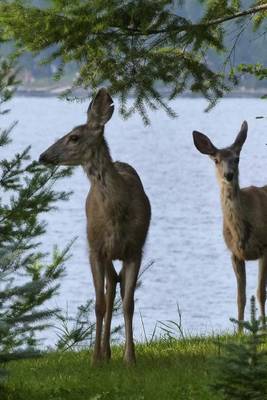 Book cover for A Pair of Deer by the Lake's Edge