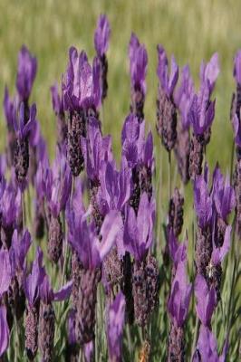 Book cover for Floral Journal Lavender Meadow Flowers