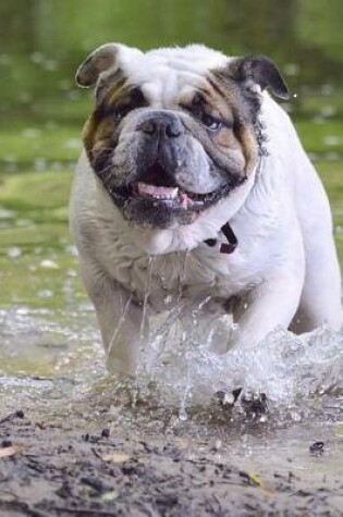 Cover of English Bulldog Running in the Water Journal