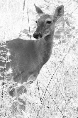 Book cover for Deer in the Woods