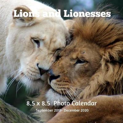 Book cover for Lions and Lioness 8.5 X 8.5 Calendar September 2019 -December 2020