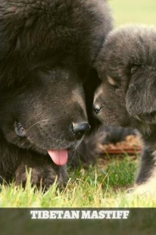 Cover of Tibetan Mastiff