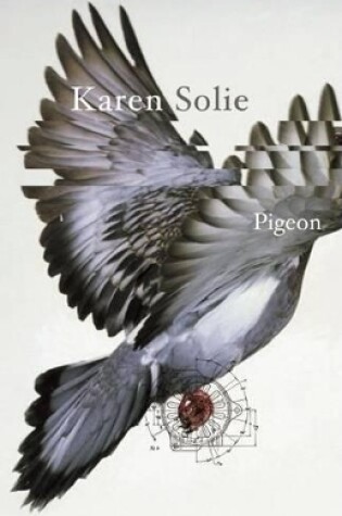 Cover of Pigeon