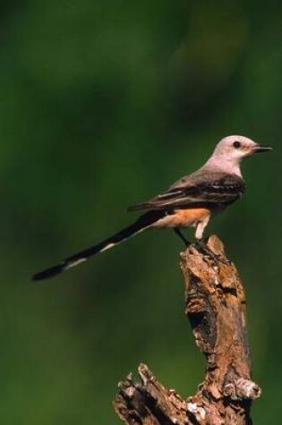 Cover of Scissor-tailed Flycatcher Journal