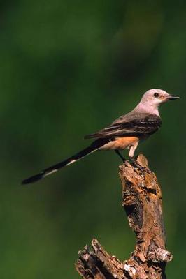 Book cover for Scissor-tailed Flycatcher Journal