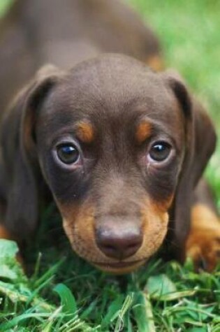 Cover of Cute and Soulful Little Brown Dachshund Puppy Dog Journal