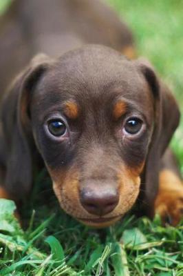 Book cover for Cute and Soulful Little Brown Dachshund Puppy Dog Journal