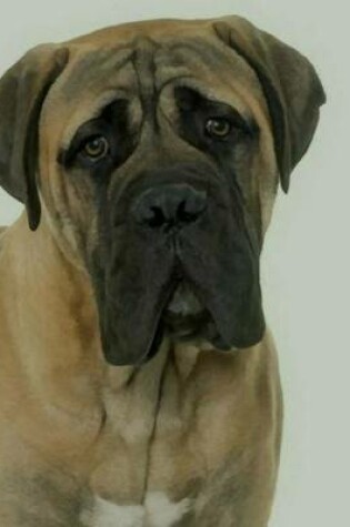 Cover of Bullmastiff