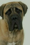 Book cover for Bullmastiff