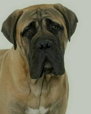 Book cover for Bullmastiff