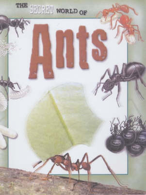 Cover of Ants