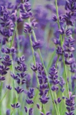 Book cover for Wild Lavender - Blank Notebook with Fleur de Lis Corners