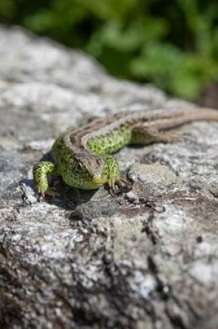 Cover of Green and Brown Lizard Basking on a Log Journal