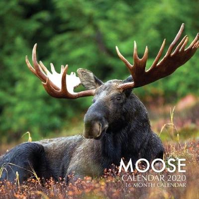 Book cover for Moose Calendar 2020