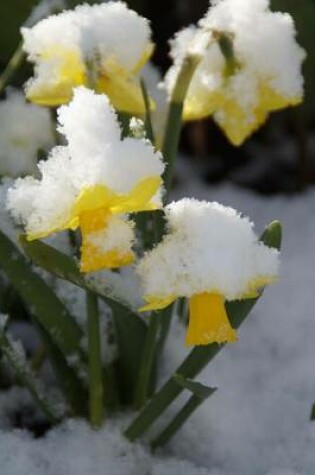 Cover of Spring Daffodils Growing Out of the Snow, for the Love of Flowers