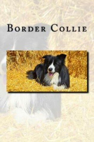 Cover of Border Collie