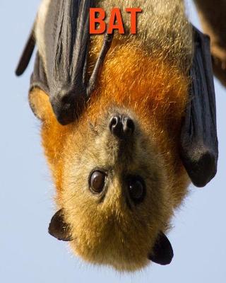 Book cover for Bat