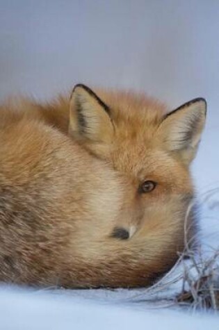 Cover of A Cute Fox Curled Up to Stay Warm