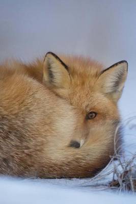 Book cover for A Cute Fox Curled Up to Stay Warm