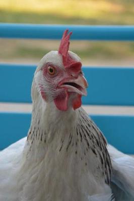 Book cover for White Chicken on a Blue Chair Farm and Country Journal