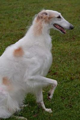 Book cover for Borzoi Russian Wolfhound Dog Journal