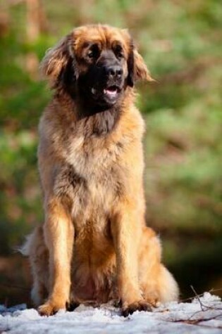 Cover of Leonberger