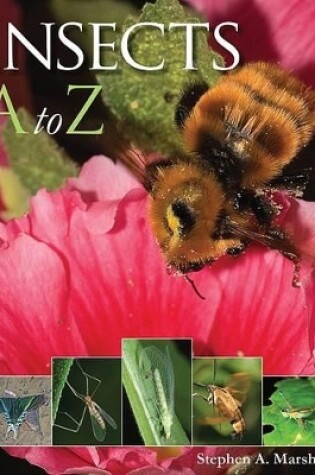 Cover of Insects A to Z
